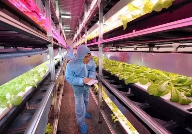 国内植物照明为何难发展？