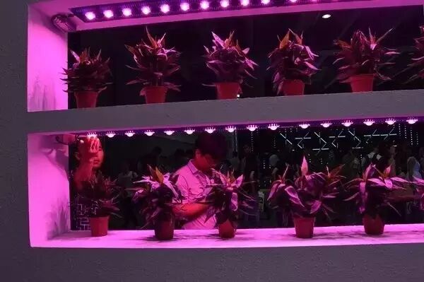 国内植物照明为何难发展？