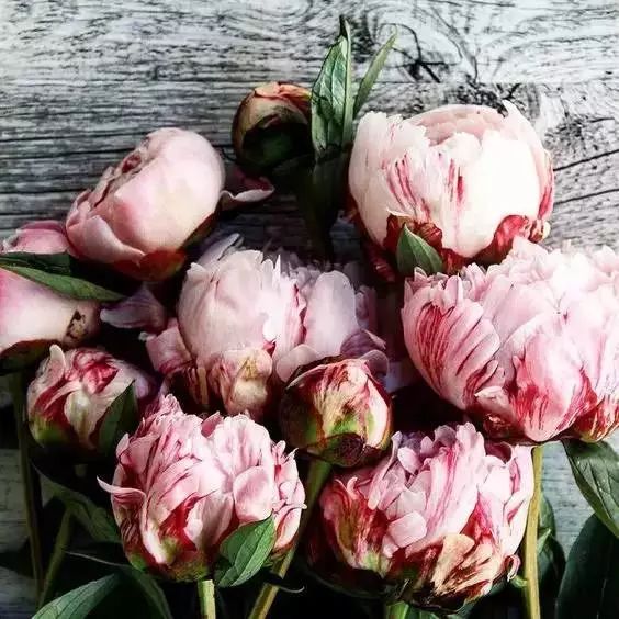 喜欢一朵玫瑰，就要包容它的刺867 / 作者:绎苒 / 帖子ID:198125