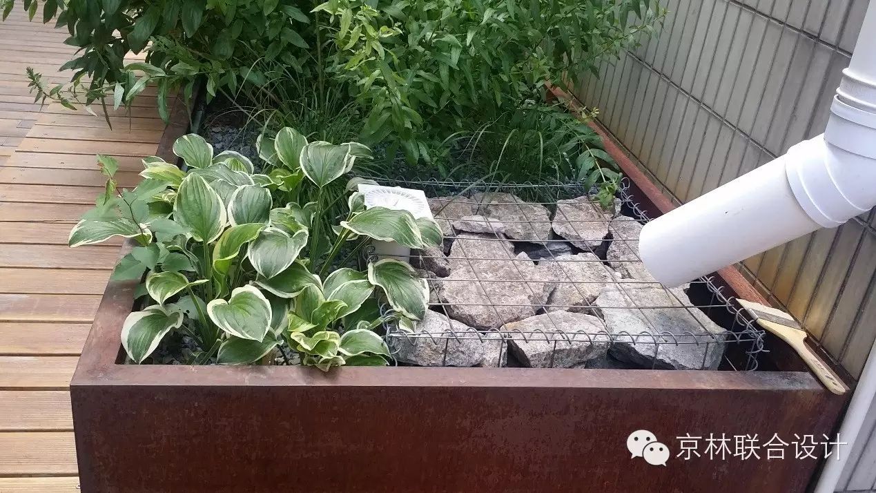 【京林联合动态】清华建筑系馆庭院雨水花园考察随笔