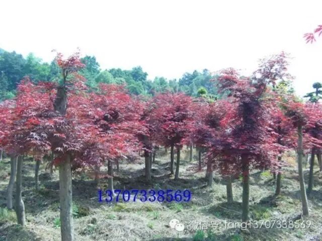 长沙苗木基地供应苗木网浏阳苗木供应信息朴树、红枫等苗...