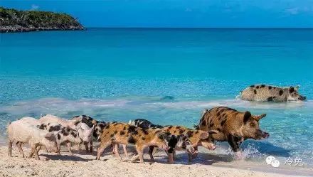 在巴哈马国,有一个名为"猪岛"的小岛上,生活着一群幸福的猪