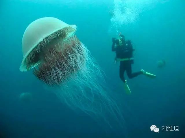 巨型海洋生物:高潮迭起的视觉图像
