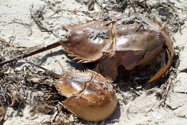 horseshoe crabs,snowshoehare com/article/68286/10-hard-shelled-facts-about-horseshoe-crabs
