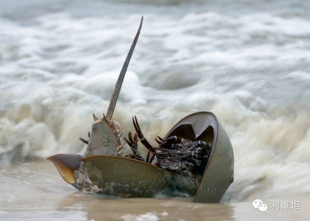 horseshoe crabs,snowshoehare com/article/68286/10-hard-shelled-facts-about-horseshoe-crabs
