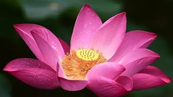 伦敦南岸艺术区_南岸区莲花堂_普法栏目剧莲花闹海堂全集