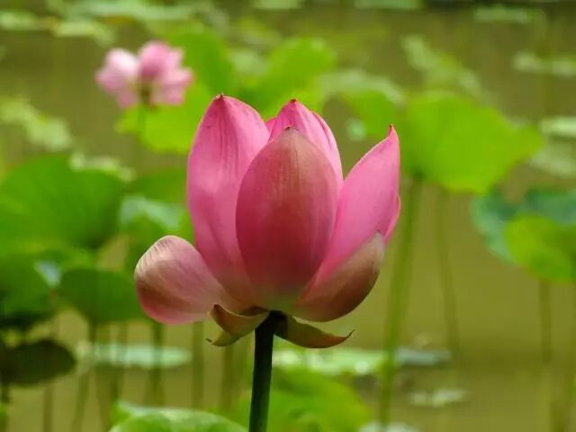 伦敦南岸艺术区_普法栏目剧莲花闹海堂全集_南岸区莲花堂