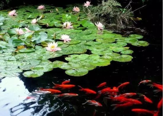 普法栏目剧莲花闹海堂全集_南岸区莲花堂_伦敦南岸艺术区