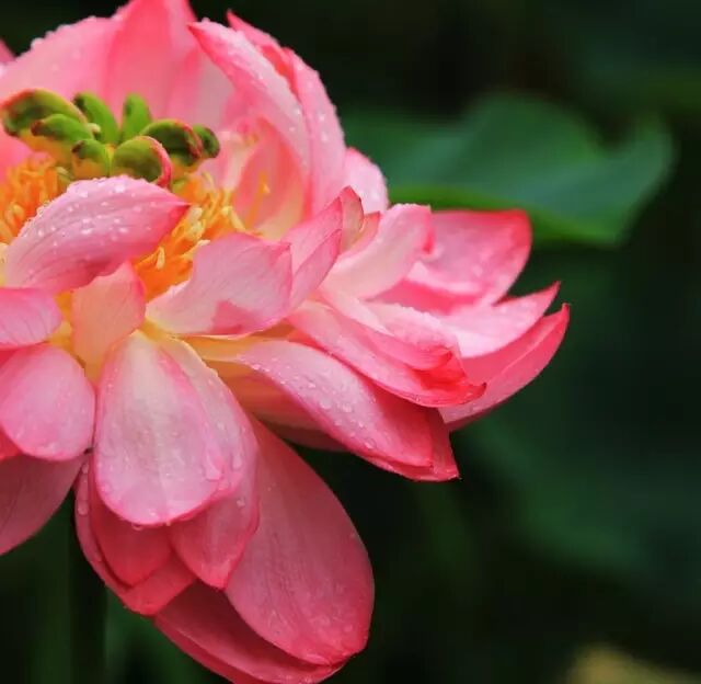 伦敦南岸艺术区_南岸区莲花堂_普法栏目剧莲花闹海堂全集