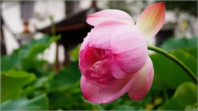 南岸区莲花堂_普法栏目剧莲花闹海堂全集_伦敦南岸艺术区