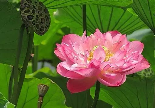 伦敦南岸艺术区_南岸区莲花堂_普法栏目剧莲花闹海堂全集