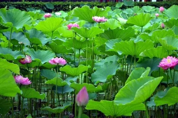 普法栏目剧莲花闹海堂全集_南岸区莲花堂_伦敦南岸艺术区