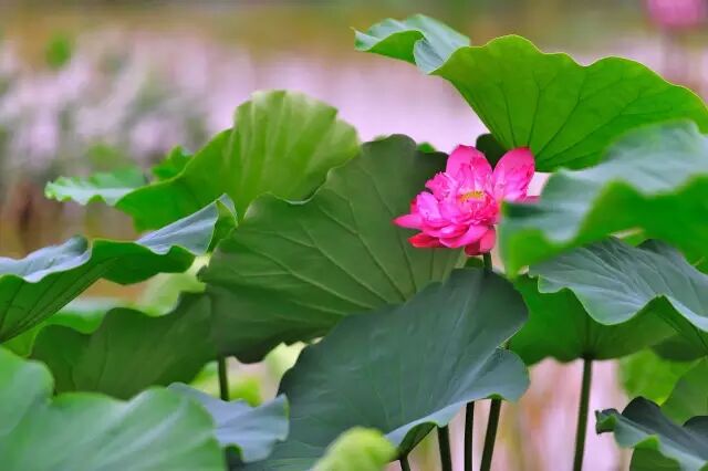 南岸区莲花堂_普法栏目剧莲花闹海堂全集_伦敦南岸艺术区