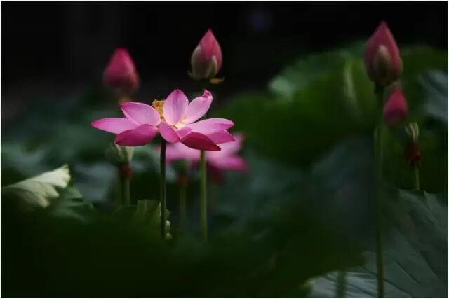 普法栏目剧莲花闹海堂全集_南岸区莲花堂_伦敦南岸艺术区