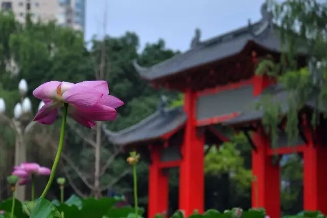 普法栏目剧莲花闹海堂全集_伦敦南岸艺术区_南岸区莲花堂
