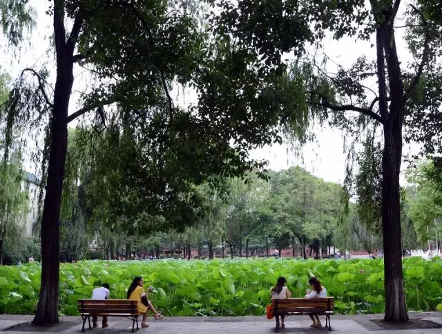 普法栏目剧莲花闹海堂全集_南岸区莲花堂_伦敦南岸艺术区