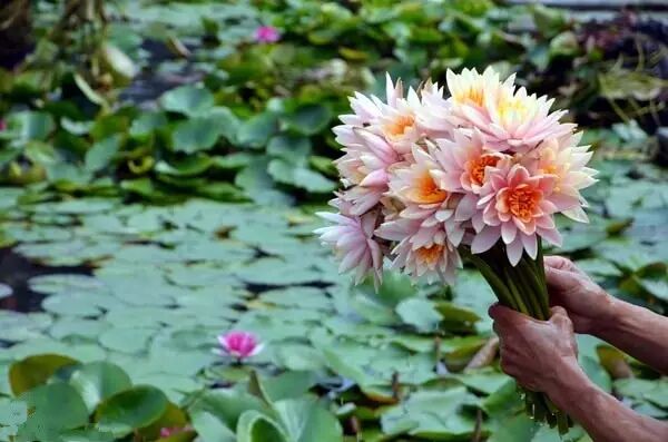 普法栏目剧莲花闹海堂全集_南岸区莲花堂_伦敦南岸艺术区