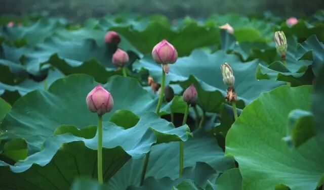 普法栏目剧莲花闹海堂全集_南岸区莲花堂_伦敦南岸艺术区