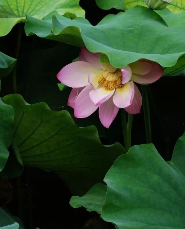 伦敦南岸艺术区_南岸区莲花堂_普法栏目剧莲花闹海堂全集