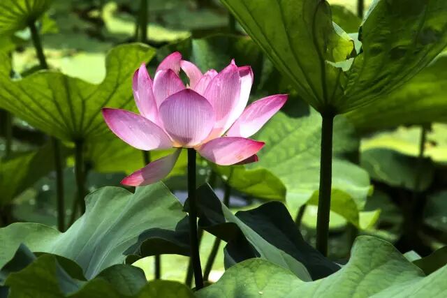 南岸区莲花堂_普法栏目剧莲花闹海堂全集_伦敦南岸艺术区