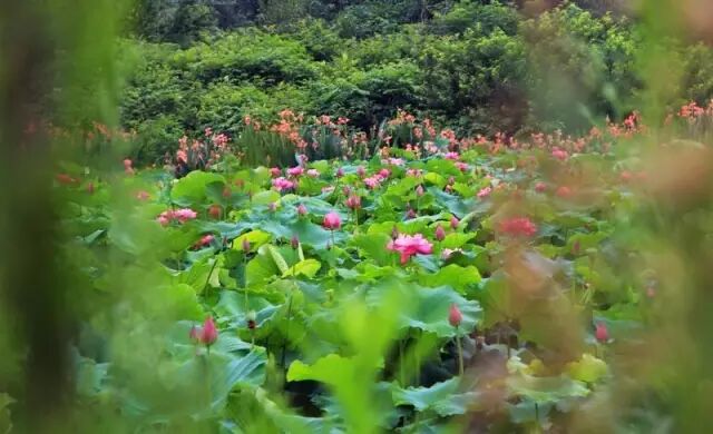 普法栏目剧莲花闹海堂全集_伦敦南岸艺术区_南岸区莲花堂