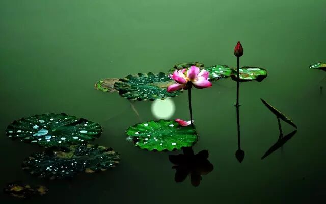 普法栏目剧莲花闹海堂全集_南岸区莲花堂_伦敦南岸艺术区