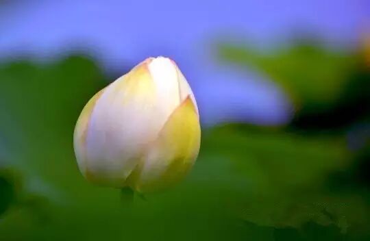 普法栏目剧莲花闹海堂全集_伦敦南岸艺术区_南岸区莲花堂