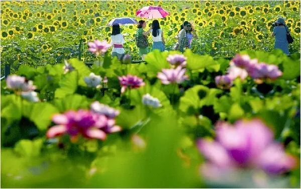 普法栏目剧莲花闹海堂全集_伦敦南岸艺术区_南岸区莲花堂