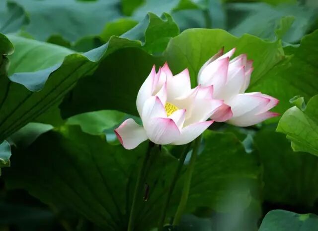 普法栏目剧莲花闹海堂全集_伦敦南岸艺术区_南岸区莲花堂