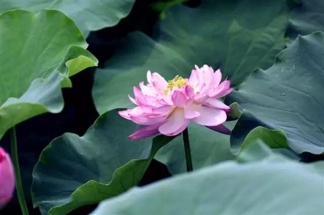 南岸区莲花堂_伦敦南岸艺术区_普法栏目剧莲花闹海堂全集