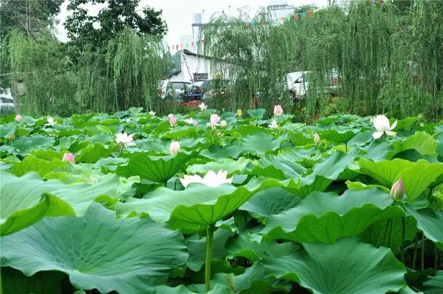 南岸区莲花堂_伦敦南岸艺术区_普法栏目剧莲花闹海堂全集