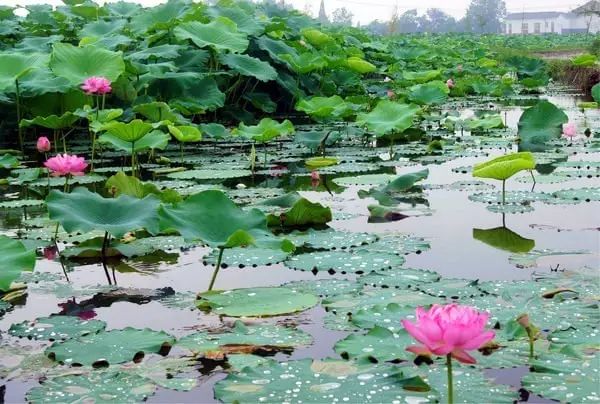 南岸区莲花堂_普法栏目剧莲花闹海堂全集_伦敦南岸艺术区