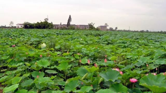 普法栏目剧莲花闹海堂全集_南岸区莲花堂_伦敦南岸艺术区