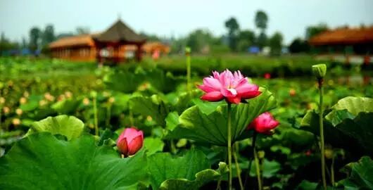 伦敦南岸艺术区_普法栏目剧莲花闹海堂全集_南岸区莲花堂