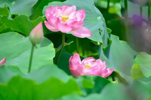 伦敦南岸艺术区_南岸区莲花堂_普法栏目剧莲花闹海堂全集