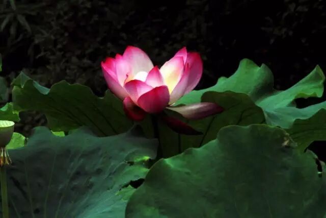 伦敦南岸艺术区_普法栏目剧莲花闹海堂全集_南岸区莲花堂