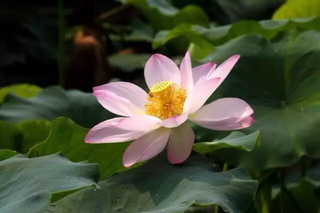 普法栏目剧莲花闹海堂全集_伦敦南岸艺术区_南岸区莲花堂