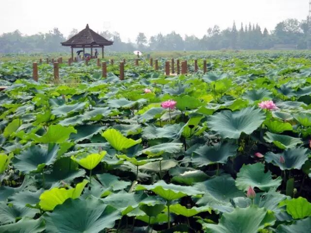 南岸区莲花堂_伦敦南岸艺术区_普法栏目剧莲花闹海堂全集