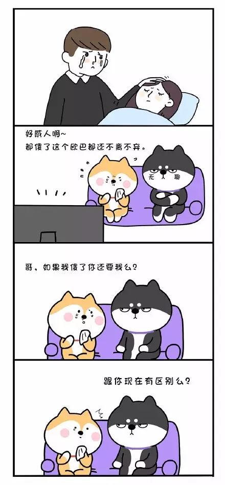 笨蛋柴犬兄弟的日常:你智障多年,我不离不弃