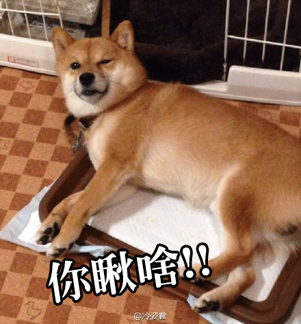 柴犬才是汪界表情包的鼻祖,哈士奇也得服!