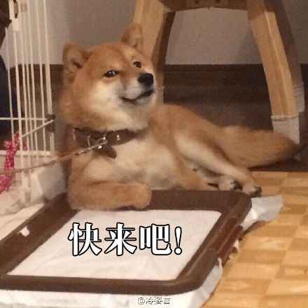 柴犬才是汪界表情包的鼻祖,哈士奇也得服!