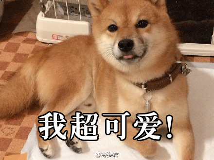 柴犬才是汪界表情包的鼻祖,哈士奇也得服!