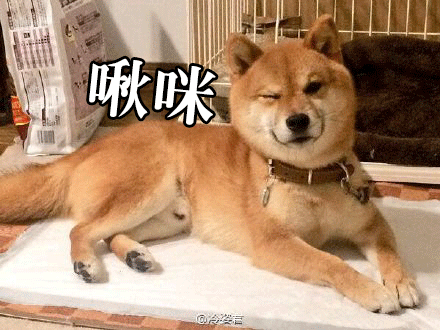柴犬才是汪界表情包的鼻祖,哈士奇也得服!
