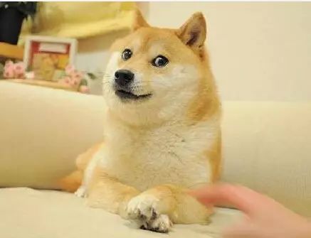 柴犬才是汪界表情包的鼻祖,哈士奇也得服!