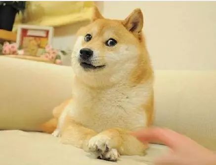 doge的表情吗?他的本体是柴犬啊!