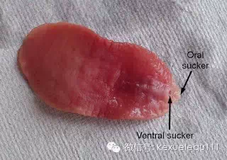 科学网 诡异的 可怕的 精彩的寄生虫世界 王皓的博文