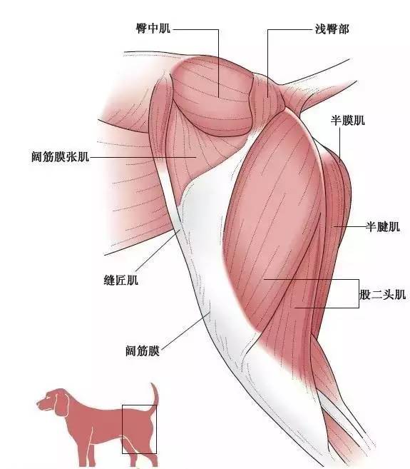 犬常用彩色解剖图大全 精版 自由微信 Freewechat