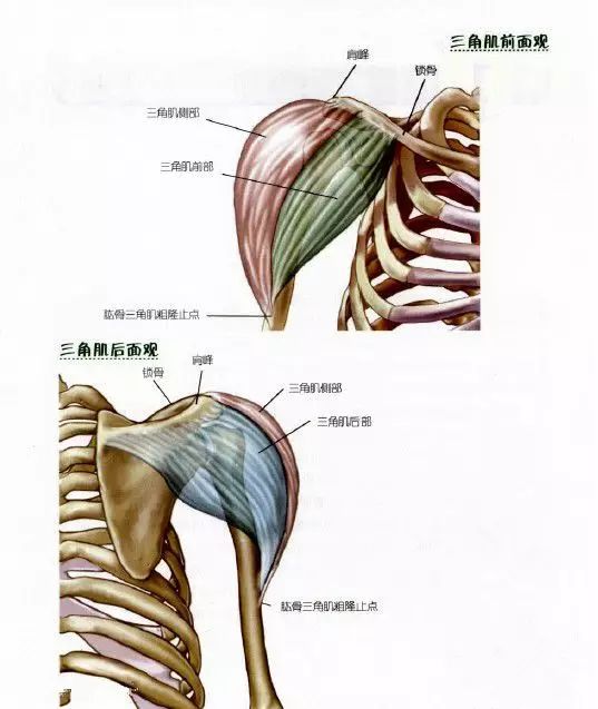 肩部训练指南——彻底打破三角肌不好练的谎言!