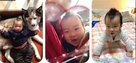 怀孕时养一只二哈,接下来的画面暖哭了~-怀孕期