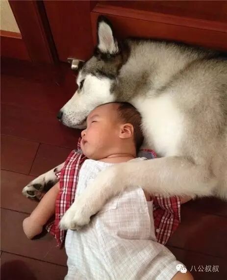 怀孕时养一只二哈,接下来的画面暖哭了~-怀孕期